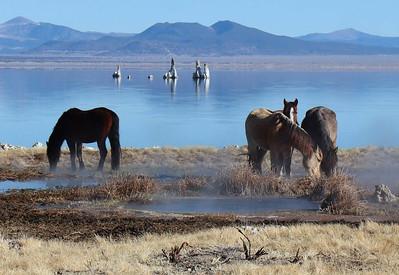 Horses next to a lake