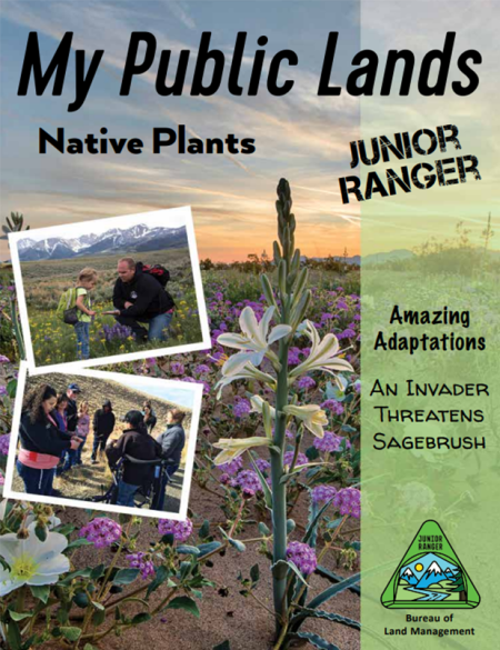 Cover of My Public Lands Native Plants Junior Ranger book. A field of purple and white flowers.