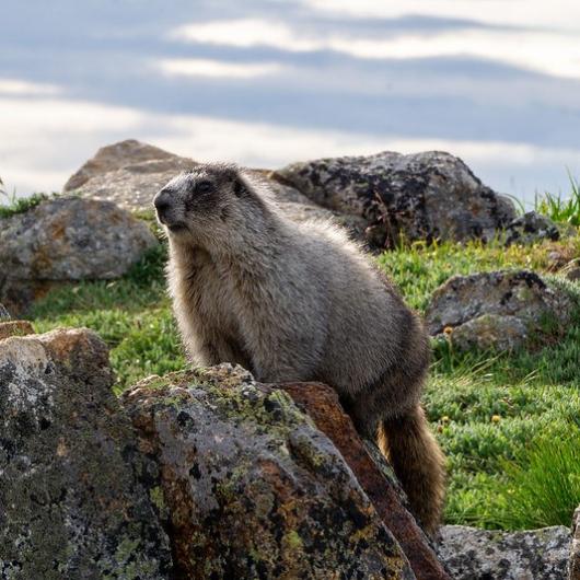 Marmot on a rock